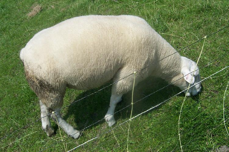 A Sheep.jpg