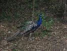 IMG_1170.JPG